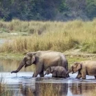 Asian elephant in Nepal.