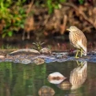 Indian pond heron in Nepal.