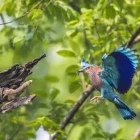 Indian roller in Nepal.