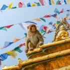 Macaque sitting on the stupa in Swayambhunath, Nepal.