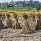 Straw bales in the rice fields of Batashi village, Nepal.