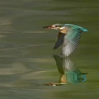 Common kingfisher in Nepal.
