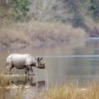 One-horned rhino in Nepal.