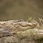 Mugger crocodile in Nepal.