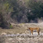 Tiger in Nepal.