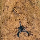 An Asian forest scorpion in Singapore.