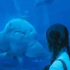 Guest at Singapore Oceanarium, in Sentosa.