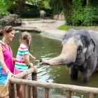 Family feeding an elephant at Singapore Zoo.