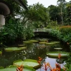 The Botanical Gardens of Singapore.