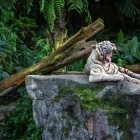 White tiger in Singapore Zoo.