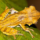 Cinnamon frog on a leaf.