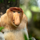 A male proboscis monkey.