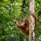 Orangutan at Semenggoh Nature Reserve. 