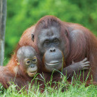 An orangutan with its baby.