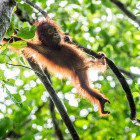 A baby orangutan in the rainforest. 