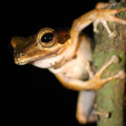 A tree frog at night.