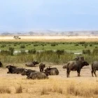 African buffalo in Kenya