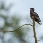 Bateleur eagle in Kenya