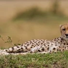 A lounging cheetah in Kenya.