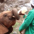 Keeper feeding an orphan elephant at the Sheldrick Elephant Orphanage.
