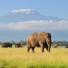 Herd of elephants in the shadow of Mt. Kilimanjaro, Kenya. 