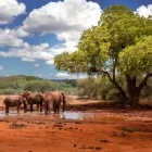 Elephants in Tsavo National Park, Kenya.