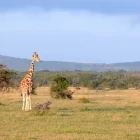 Giraffe in the savannah of Kenya.