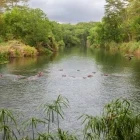 Hippo in Mzima Springs, Kenya.