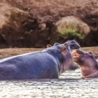 Hippo in Kenya.