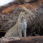 Leopard in Tsavo National Park, Kenya.