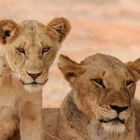 Lioness and cub in Kenya.