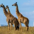 Giraffe in Nairobi National Park, Kenya.
