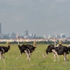 Ostriches in Nairobi National Park, Kenya.