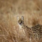 A serval in Kenya.