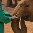 Young elephant with keeper at the Sheldrick Elephant Orphanage, Kenya.