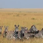 Herd of zebra in Kenya.