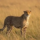 Cheetah in Kenya