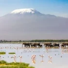 Flamingos & elephants by Mount Kilimanjaro in Kenya