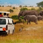 Game drive safari spotting elephants in Kenya