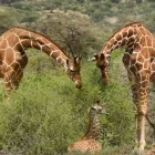 Giraffe family in Kenya
