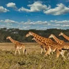 Giraffe in Kenya