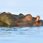 Hippo in Kenya
