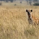 Hyena in Kenya