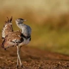 Kori bustard in Kenya