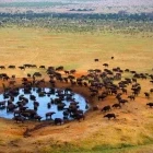 Aerial view of a buffalo herd surrounding a watering hole in Kenya.