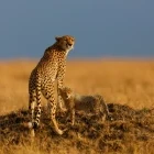 Cheetah with cub in Kenya.