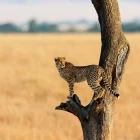 Yound cheetah in a tree, in Kenya.