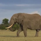 Elephant bull in Kenya.