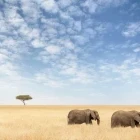 Elephants in the savannah, Kenya.