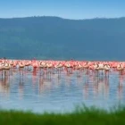 A flamboyance of flamingos in Kenya.